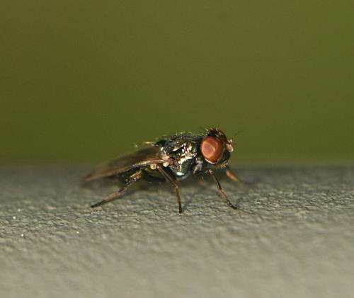 Euxesta sp.